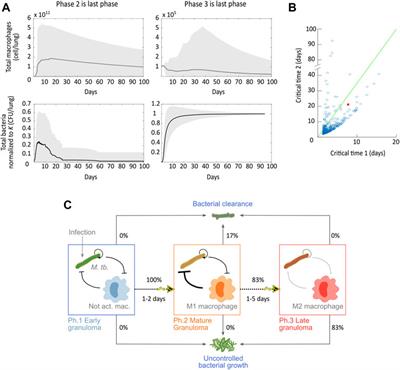 Mathematical Model of the Immunopathological Progression of Tuberculosis